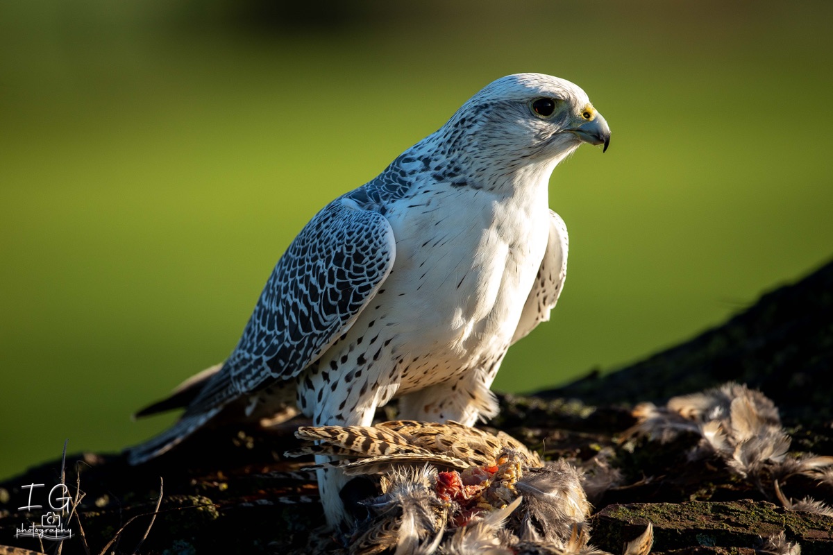  5D49858 21 november 2021 1210 59